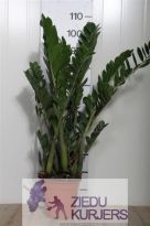 Zamioculcas: Zamioculcas: Zamioculcas. шт. 36.00 €